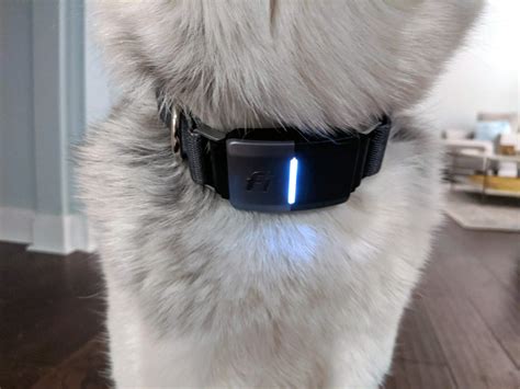 Monitor your dogs sleep from anywhere. . Fi collar light flashing